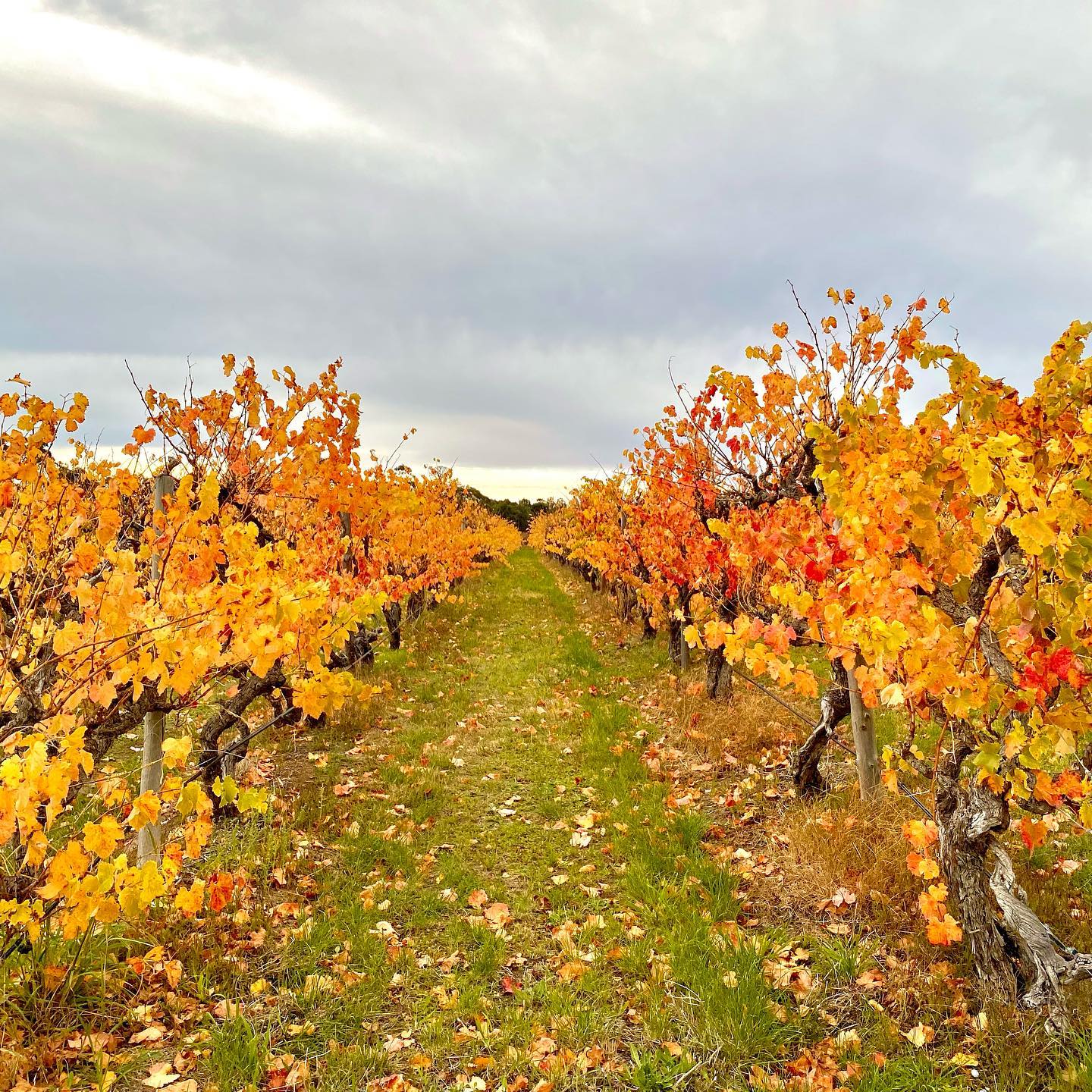 Autumn vines in the Adelaide Hills