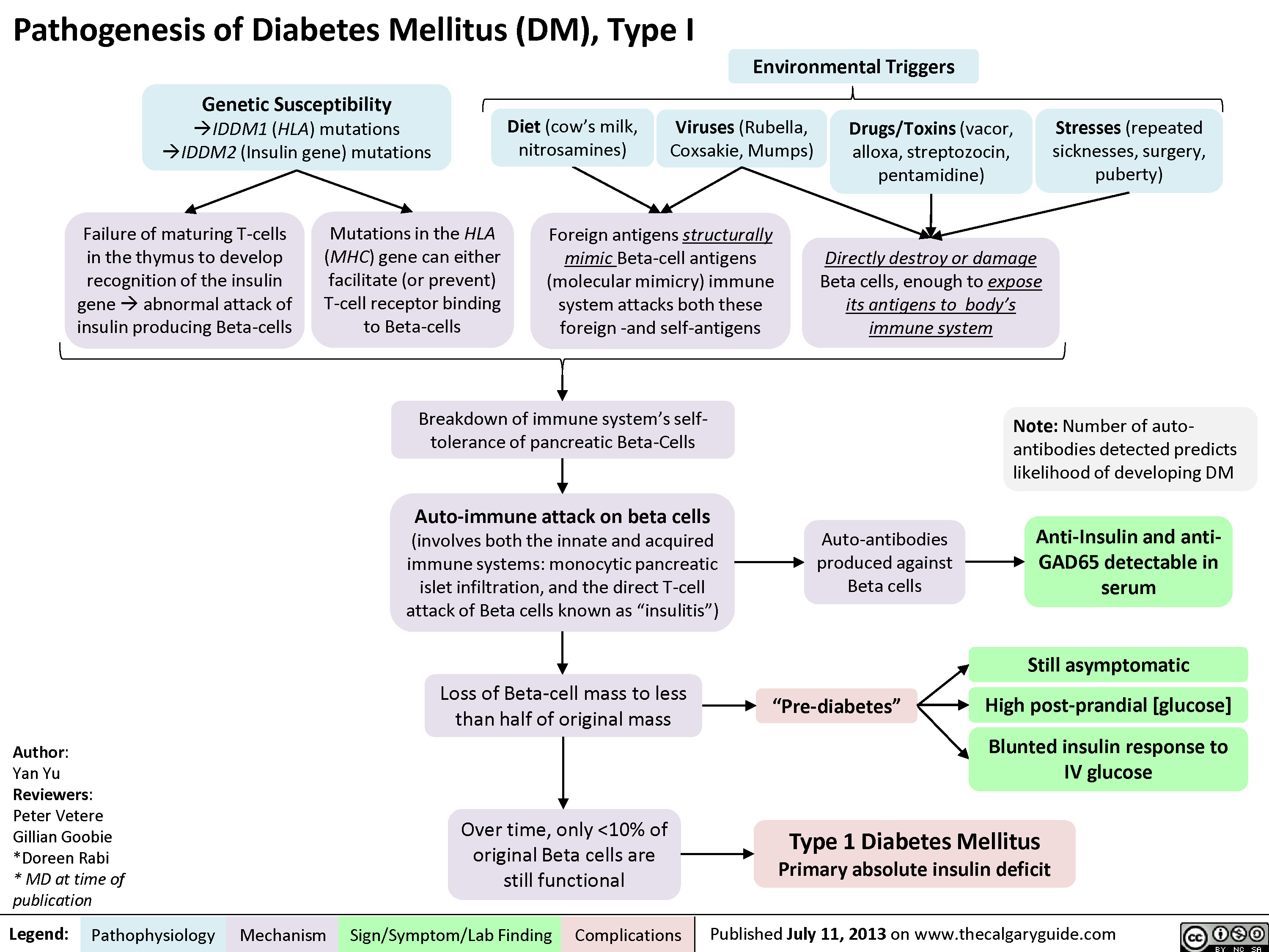 T1DM pathogenesis