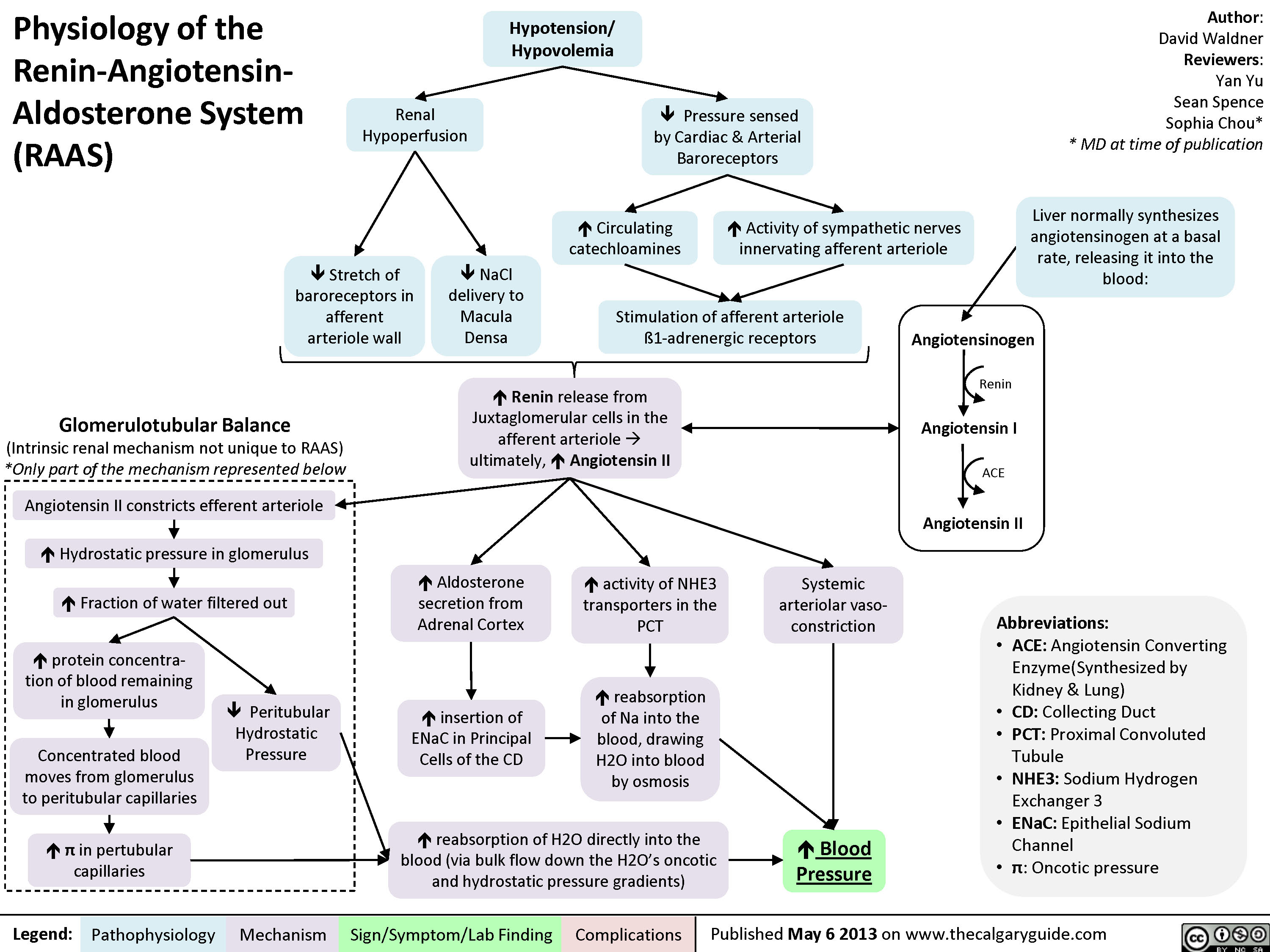 Physiology of RAAS