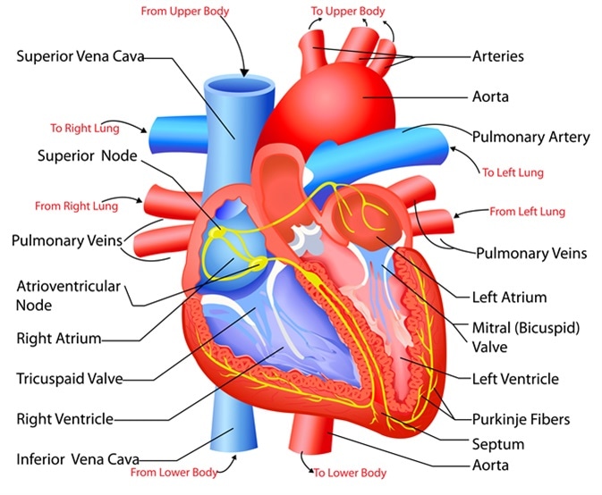 Picture of heart including conduction pathway